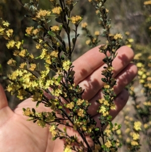 Phebalium squamulosum subsp. ozothamnoides at Bonython, ACT - 6 Oct 2023