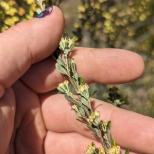 Phebalium squamulosum subsp. ozothamnoides at Bonython, ACT - 6 Oct 2023