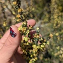 Phebalium squamulosum subsp. ozothamnoides at Bonython, ACT - 6 Oct 2023