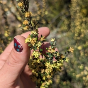 Phebalium squamulosum subsp. ozothamnoides at Bonython, ACT - 6 Oct 2023