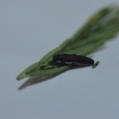 Agrilus hypoleucus (Hypoleucus jewel beetle) at QPRC LGA - 16 Jan 2022 by natureguy