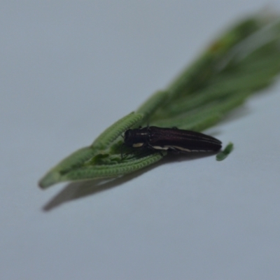 Agrilus hypoleucus (Hypoleucus jewel beetle) at QPRC LGA - 16 Jan 2022 by natureguy