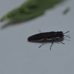 Agrilus hypoleucus at Wamboin, NSW - 16 Jan 2022