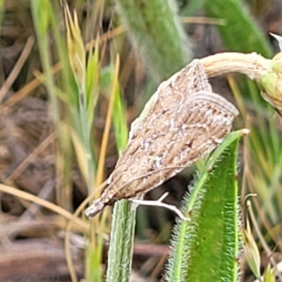 Eudonia cleodoralis (A Crambid moth) at Gungaderra Grasslands - 6 Oct 2023 by trevorpreston