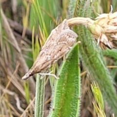 Eudonia cleodoralis at Gungaderra Grasslands - 6 Oct 2023 12:30 PM