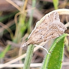 Eudonia cleodoralis at Gungaderra Grasslands - 6 Oct 2023 12:30 PM