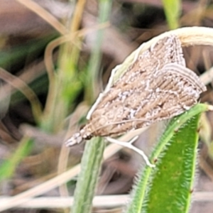 Eudonia cleodoralis at Gungaderra Grasslands - 6 Oct 2023