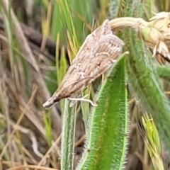 Eudonia cleodoralis at Gungaderra Grasslands - 6 Oct 2023 12:30 PM