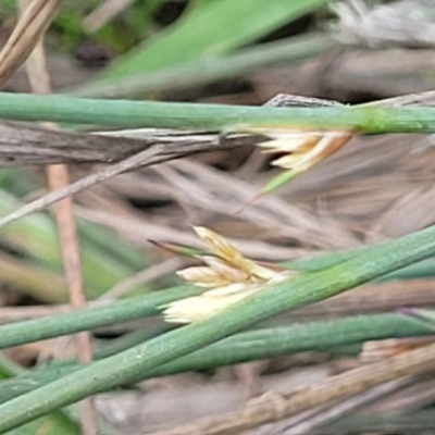 Juncus (genus) (A Rush) at Gungahlin, ACT - 6 Oct 2023 by trevorpreston
