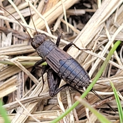 Bobilla sp. (genus) (A Small field cricket) at Gungahlin, ACT - 6 Oct 2023 by trevorpreston