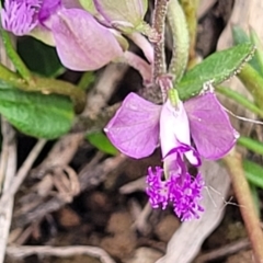 Polygala japonica (Dwarf Milkwort) at Gungaderra Grasslands - 6 Oct 2023 by trevorpreston