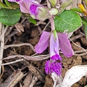 Polygala japonica at Crace, ACT - 6 Oct 2023