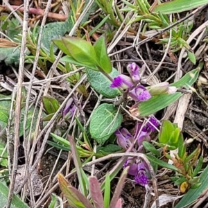 Polygala japonica at Crace, ACT - 6 Oct 2023