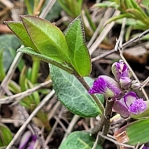 Polygala japonica at Crace, ACT - 6 Oct 2023