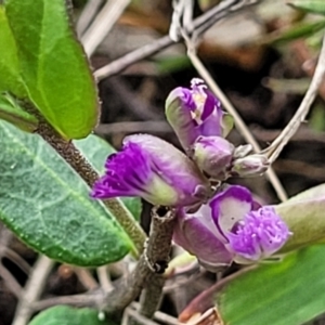 Polygala japonica at Crace, ACT - 6 Oct 2023