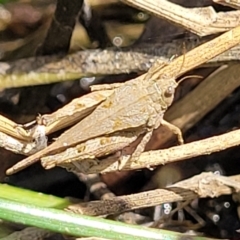 Tetrigidae (family) (Pygmy grasshopper) at Gungaderra Grasslands - 6 Oct 2023 by trevorpreston