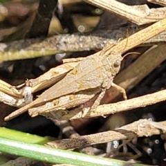 Tetrigidae (family) (Pygmy grasshopper) at Gungahlin, ACT - 6 Oct 2023 by trevorpreston