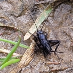 Bobilla sp. (genus) (A Small field cricket) at Gungaderra Grasslands - 6 Oct 2023 by trevorpreston