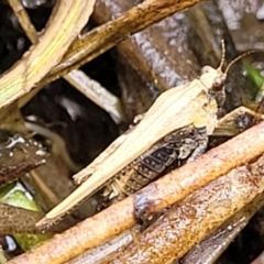 Tetrigidae (family) (Pygmy grasshopper) at Gungaderra Grasslands - 6 Oct 2023 by trevorpreston