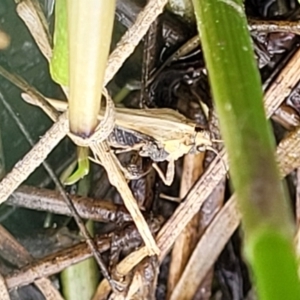 Tetrigidae (family) at Gungahlin, ACT - 6 Oct 2023