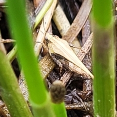 Tetrigidae (family) at Gungahlin, ACT - 6 Oct 2023