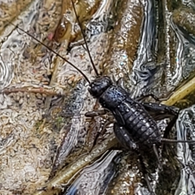 Bobilla sp. (genus) (A Small field cricket) at Gungahlin, ACT - 6 Oct 2023 by trevorpreston