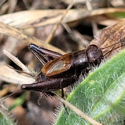 Bobilla sp. (genus) (A Small field cricket) at Gungahlin, ACT - 6 Oct 2023 by trevorpreston