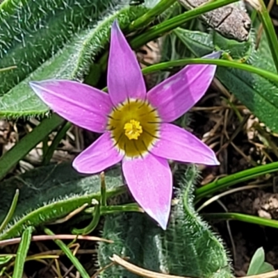 Romulea rosea var. australis (Onion Grass) at Gungahlin, ACT - 6 Oct 2023 by trevorpreston