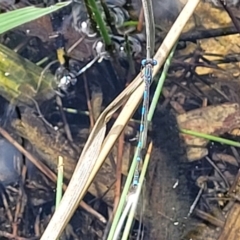 Austrolestes leda (Wandering Ringtail) at Gungaderra Grasslands - 6 Oct 2023 by trevorpreston