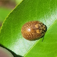 Paropsisterna cloelia (Eucalyptus variegated beetle) at Gungahlin, ACT - 6 Oct 2023 by trevorpreston