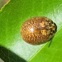 Paropsisterna cloelia at Gungahlin, ACT - 6 Oct 2023