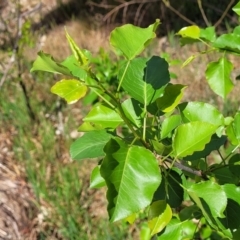 Pyrus ussuriensis (Manchurian Pear) at Gungaderra Grasslands - 6 Oct 2023 by trevorpreston