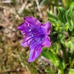 Echium plantagineum (Paterson's Curse) at Gungaderra Grasslands - 6 Oct 2023 by trevorpreston