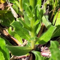 Echium plantagineum at Gungahlin, ACT - 6 Oct 2023