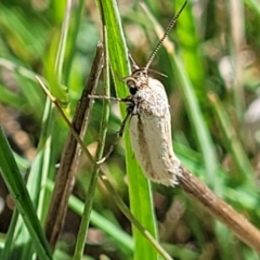 Philobota (genus) (Unidentified Philobota genus moths) at Gungahlin, ACT - 6 Oct 2023 by trevorpreston