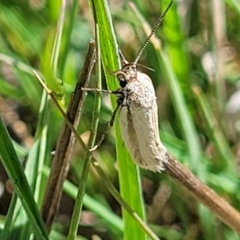 Philobota (genus) (Unidentified Philobota genus moths) at Gungaderra Grasslands - 6 Oct 2023 by trevorpreston