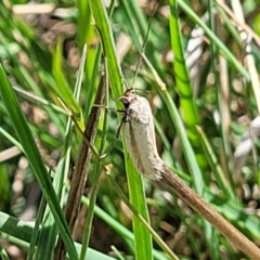 Philobota (genus) at Gungahlin, ACT - 6 Oct 2023