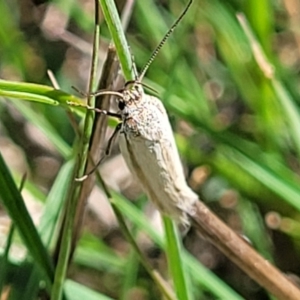 Philobota (genus) at Gungahlin, ACT - 6 Oct 2023