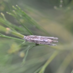 Clania lewinii (Lewin's case moth) at Wamboin, NSW - 16 Jan 2022 by natureguy