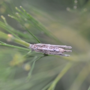 Clania lewinii & similar Casemoths at Wamboin, NSW - 16 Jan 2022