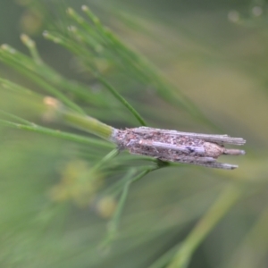 Clania lewinii & similar Casemoths at Wamboin, NSW - 16 Jan 2022