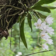 Sarcochilus sp. at Undefined Area - 6 Oct 2023 by Csteele4