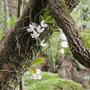 Sarcochilus falcatus at suppressed - suppressed