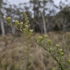 Ozothamnus thyrsoideus (Sticky Everlasting) at Captains Flat, NSW - 6 Oct 2023 by Csteele4