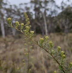 Ozothamnus thyrsoideus (Sticky Everlasting) at Captains Flat, NSW - 5 Oct 2023 by Csteele4