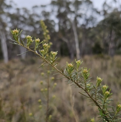 Ozothamnus thyrsoideus (Sticky Everlasting) at Captains Flat, NSW - 6 Oct 2023 by Csteele4