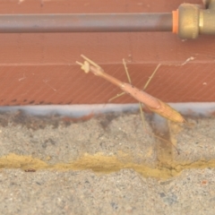 Archimantis sp. (genus) (Large Brown Mantis) at QPRC LGA - 24 Jan 2022 by natureguy