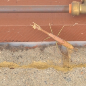 Archimantis sp. (genus) at Wamboin, NSW - 24 Jan 2022