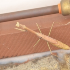 Archimantis sp. (genus) at Wamboin, NSW - 24 Jan 2022 02:29 PM