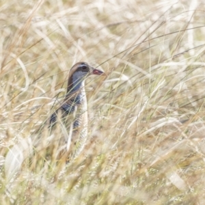 Gallirallus philippensis at Isabella Plains, ACT - 6 Oct 2023 07:26 AM